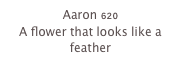 Aaron 620
A flower that looks like a feather