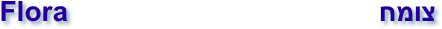 Flora                                        צומח